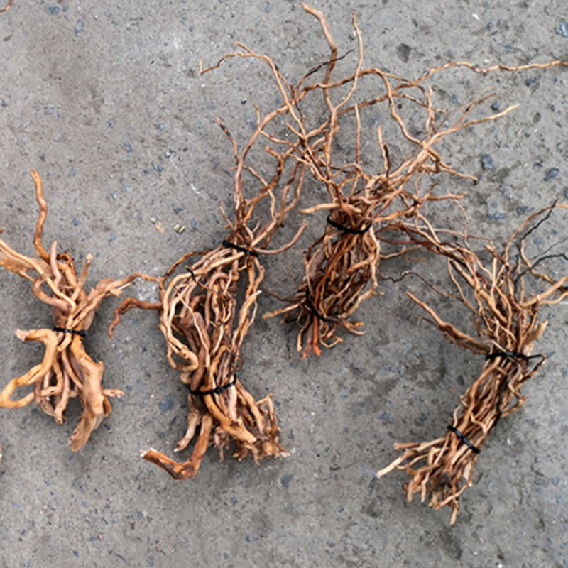 Aquarium Planted Soil - Akvaryum Mikro Peyzaj Doğal Driftwood Kök