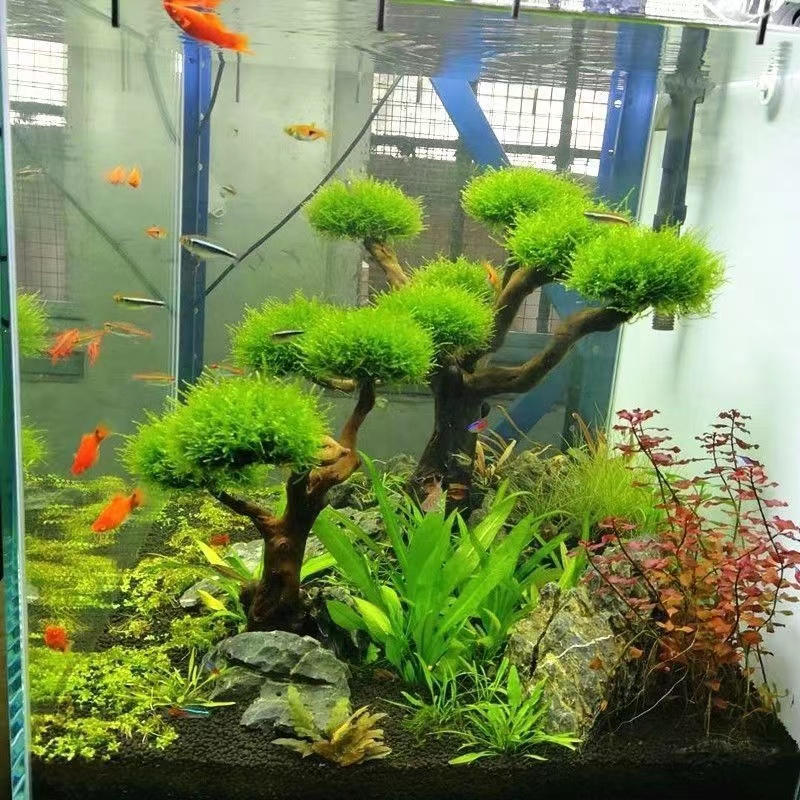 Planted Aquarium Moss - Balık tankı yeşillendirme ahşap çerçeve dikim