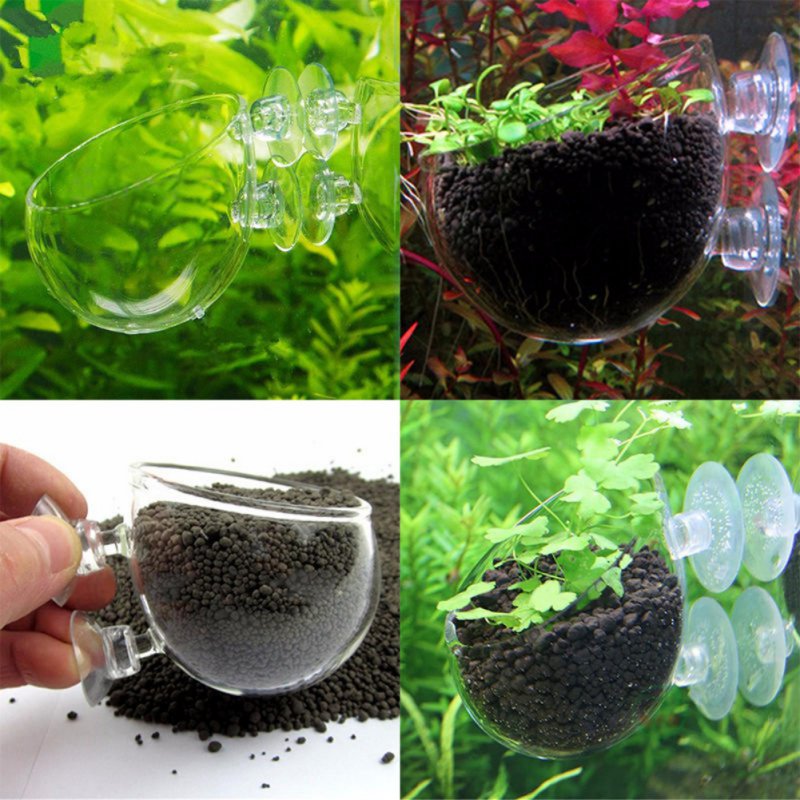 Planted Aquarium Moss - Akvaryum asılı sucul bitki tohumları mercan