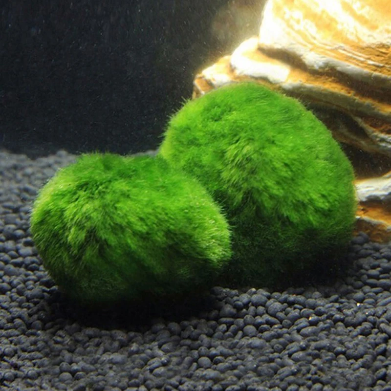 1 adet 3-4 cm Yosun Topları Ca - Aquarium Planted Tank Substrate incelemesi ve fiyatı