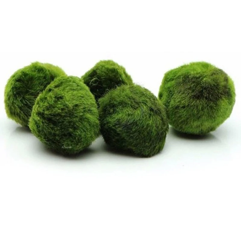 1 adet 3-4 cm Yosun Topları Ca - Aquarium Planted Tank Substrate incelemesi ve fiyatı