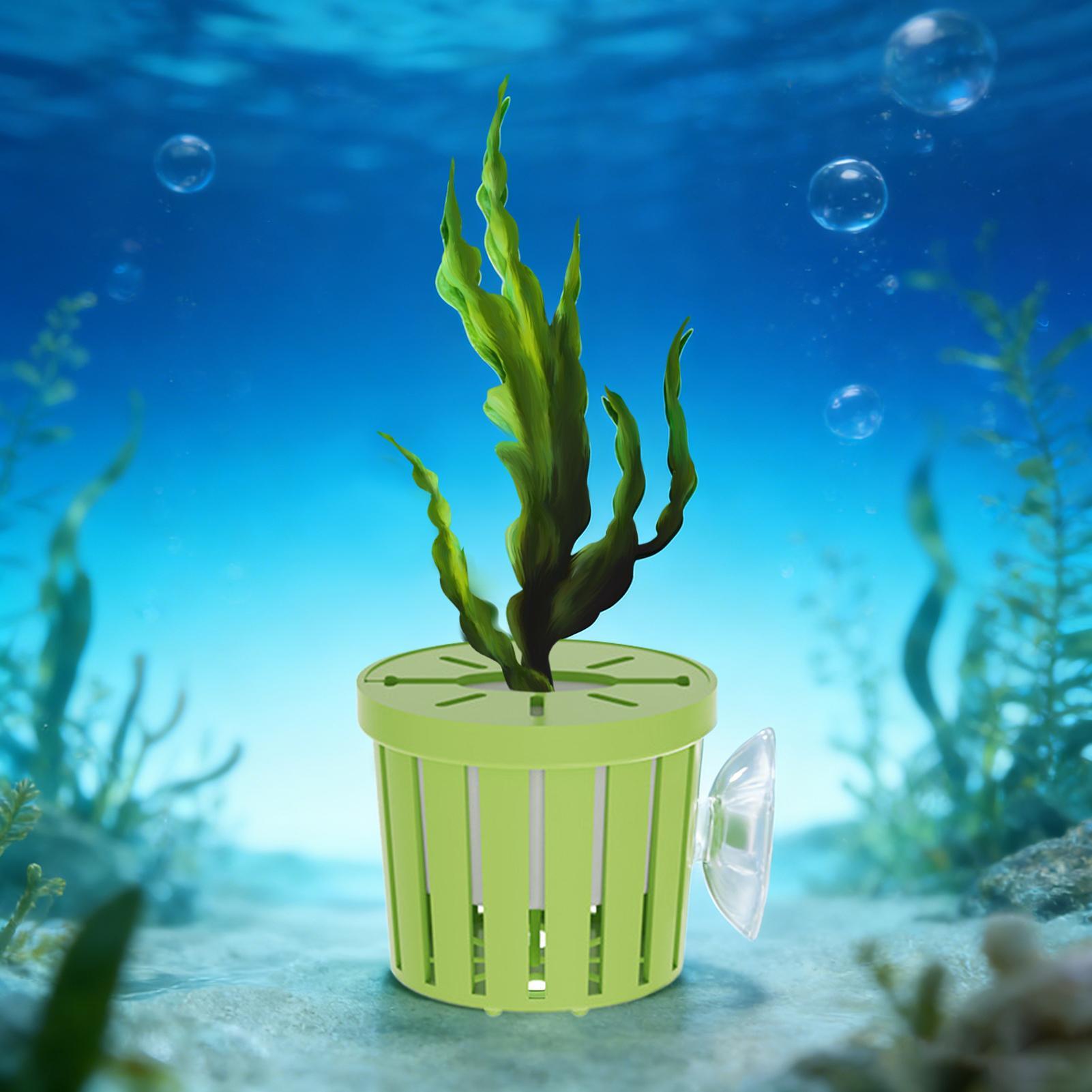 4 Parça Hidroponik Bitki Sepet - Aquarium Planted Background incelemesi ve fiyatı