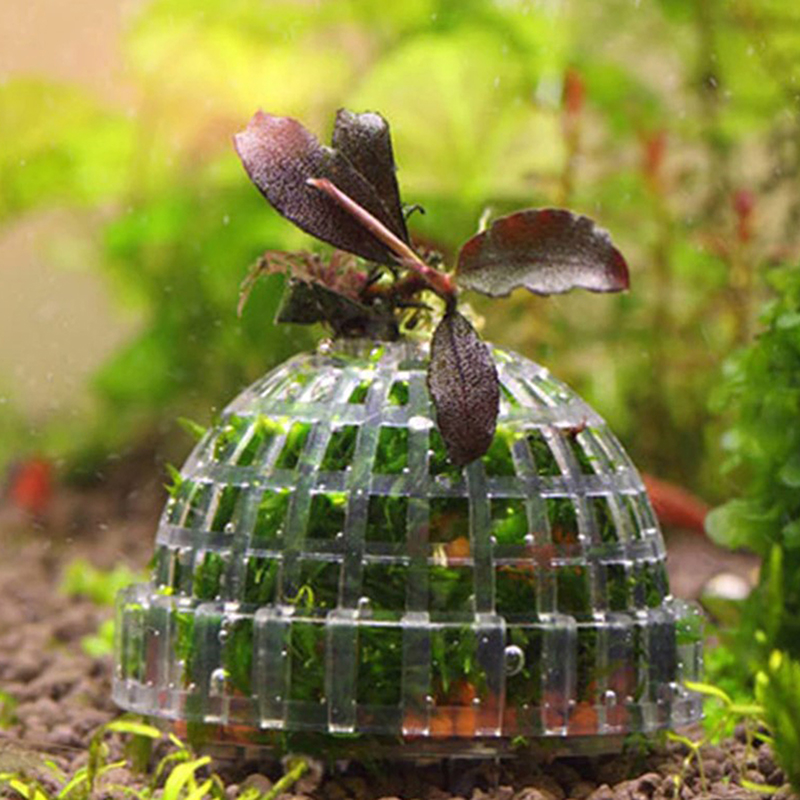 Sıcak Fırsat Su Hayvanları Mal - Aquarium Plants For Sale incelemesi ve fiyatı