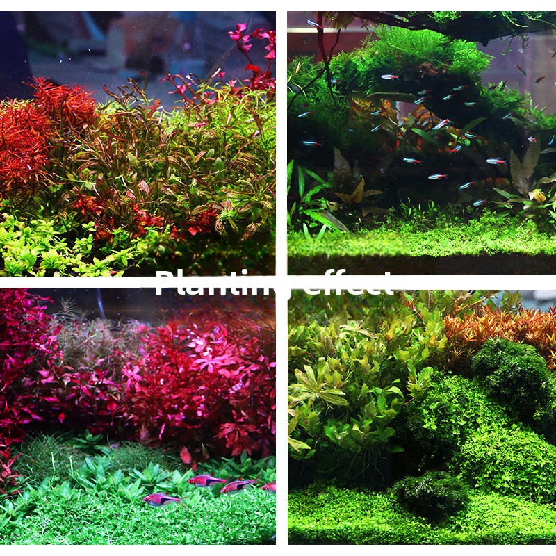 SYSENCIAGA Dikilmiş Akvaryum S - Aquarium Planted Soil incelemesi ve fiyatı
