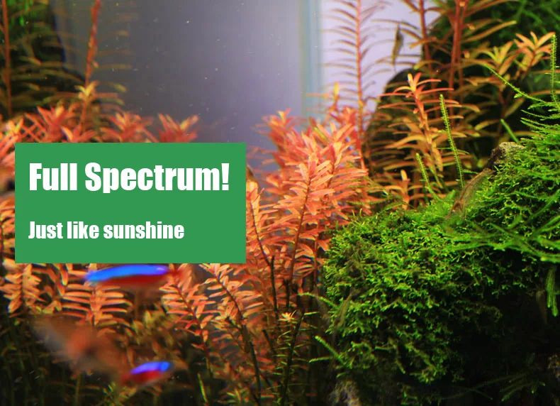 Spirürler C Serisi ADA Tarzı B - Planted Aquarium Pendant Light incelemesi ve fiyatı