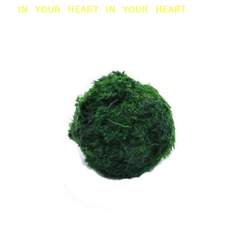 【X】3-4cm Marimo Yosun Topları  - Planted Aquarium Moss incelemesi ve fiyatı