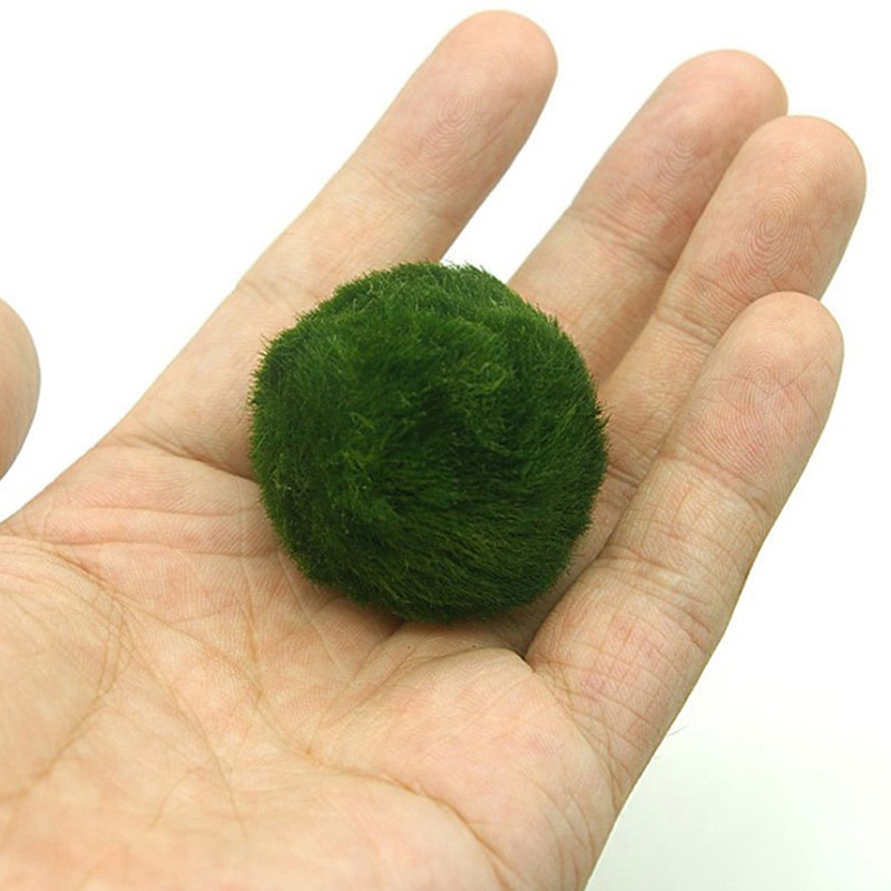 Marimo Yosun Topları Canlı Akv - Aquarium Planted Tank Substrate incelemesi ve fiyatı