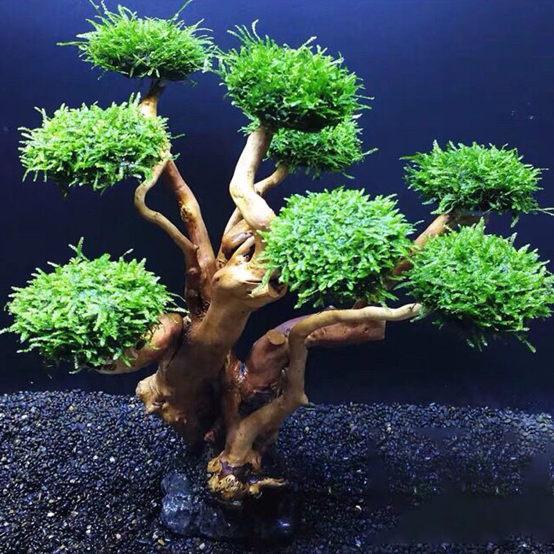 Balık tankı yeşillendirme ahşa - Planted Aquarium Moss incelemesi ve fiyatı