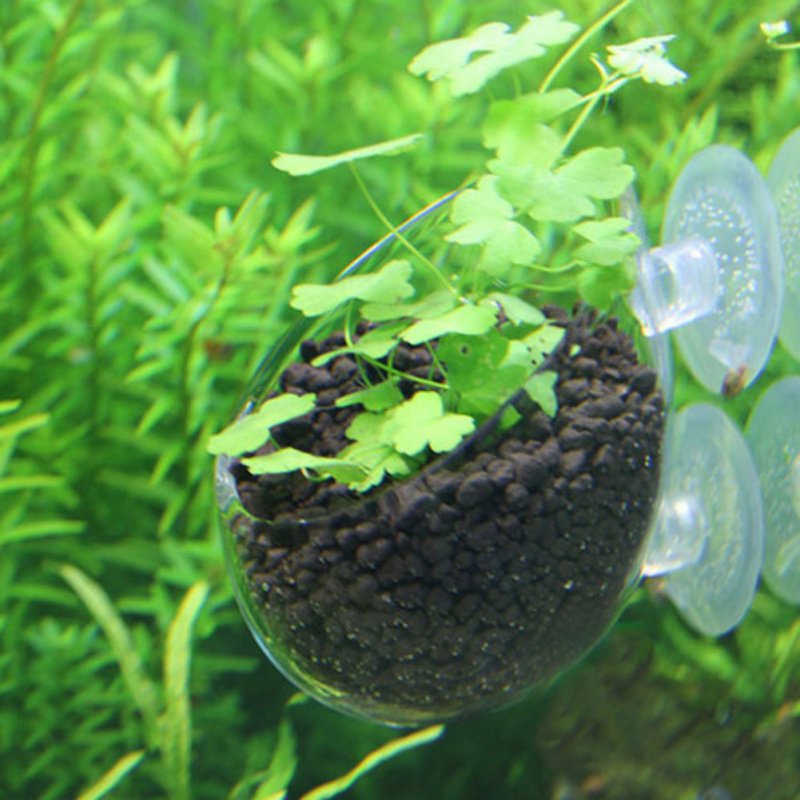 Akvaryum asılı sucul bitki toh - Planted Aquarium Moss incelemesi ve fiyatı