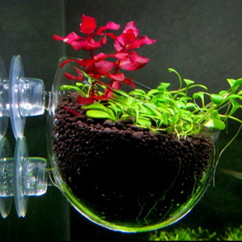 Akvaryum asılı sucul bitki toh - Planted Aquarium Moss incelemesi ve fiyatı