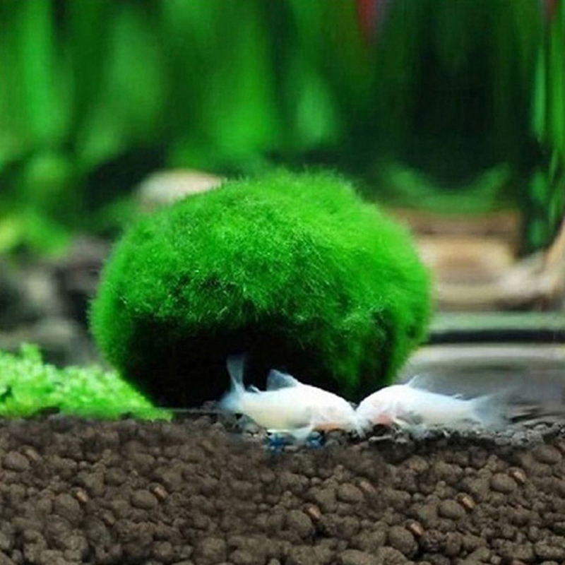 Canlı Marimo Yosun Topları 3-4 - Aquarium Planted Tank Substrate incelemesi ve fiyatı